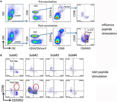 A Novel Approach of Identifying Immunodominant Self and Viral Antigen Cross-Reactive T Cells and Defining the Epitopes They Recognize